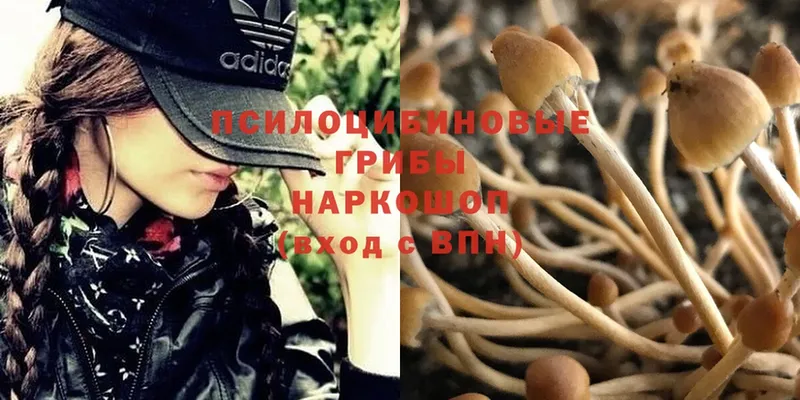 Псилоцибиновые грибы Magic Shrooms  Горно-Алтайск 